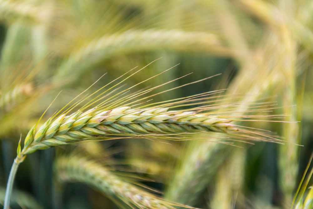 Triticale Saatgut