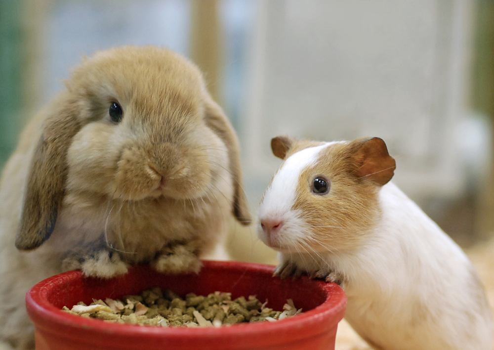 Futtermittel für Nager