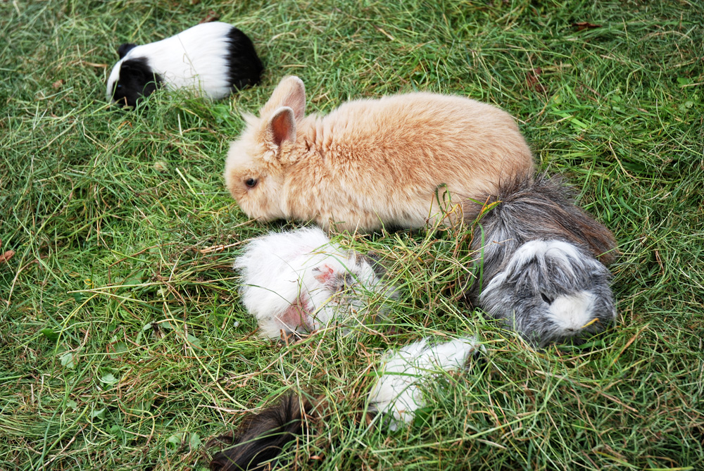 Futtergräser im Garten