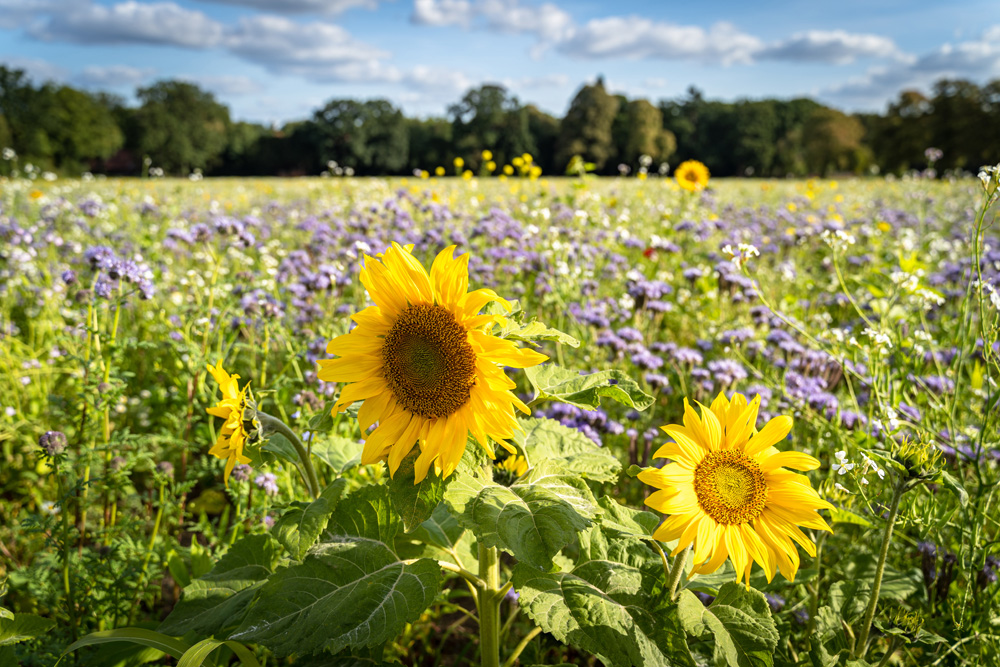Gründünger, Zwischenfrüchte für Ihren Garten