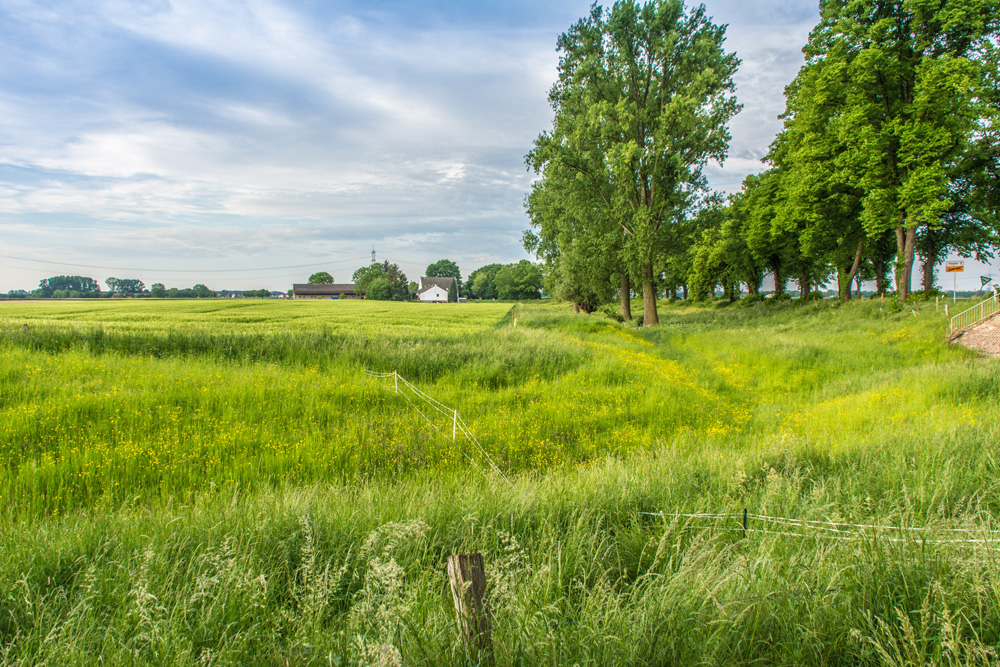 Saatgut für den Ackerfutterbau
