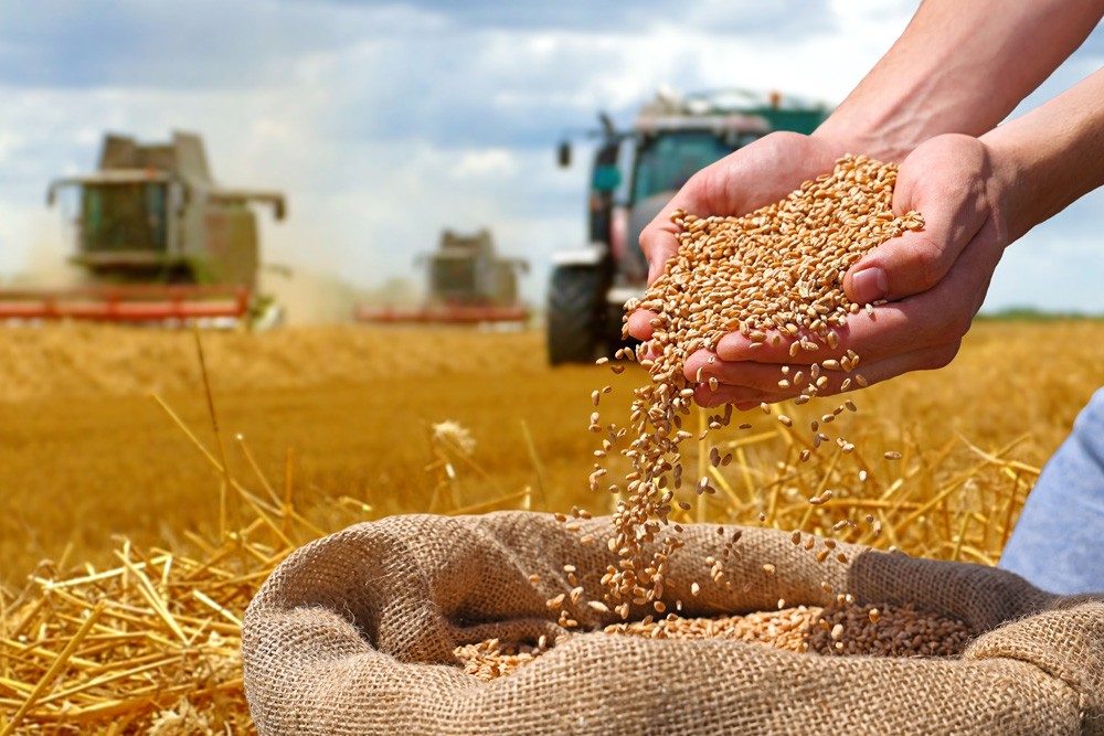 Getreide Saatgut