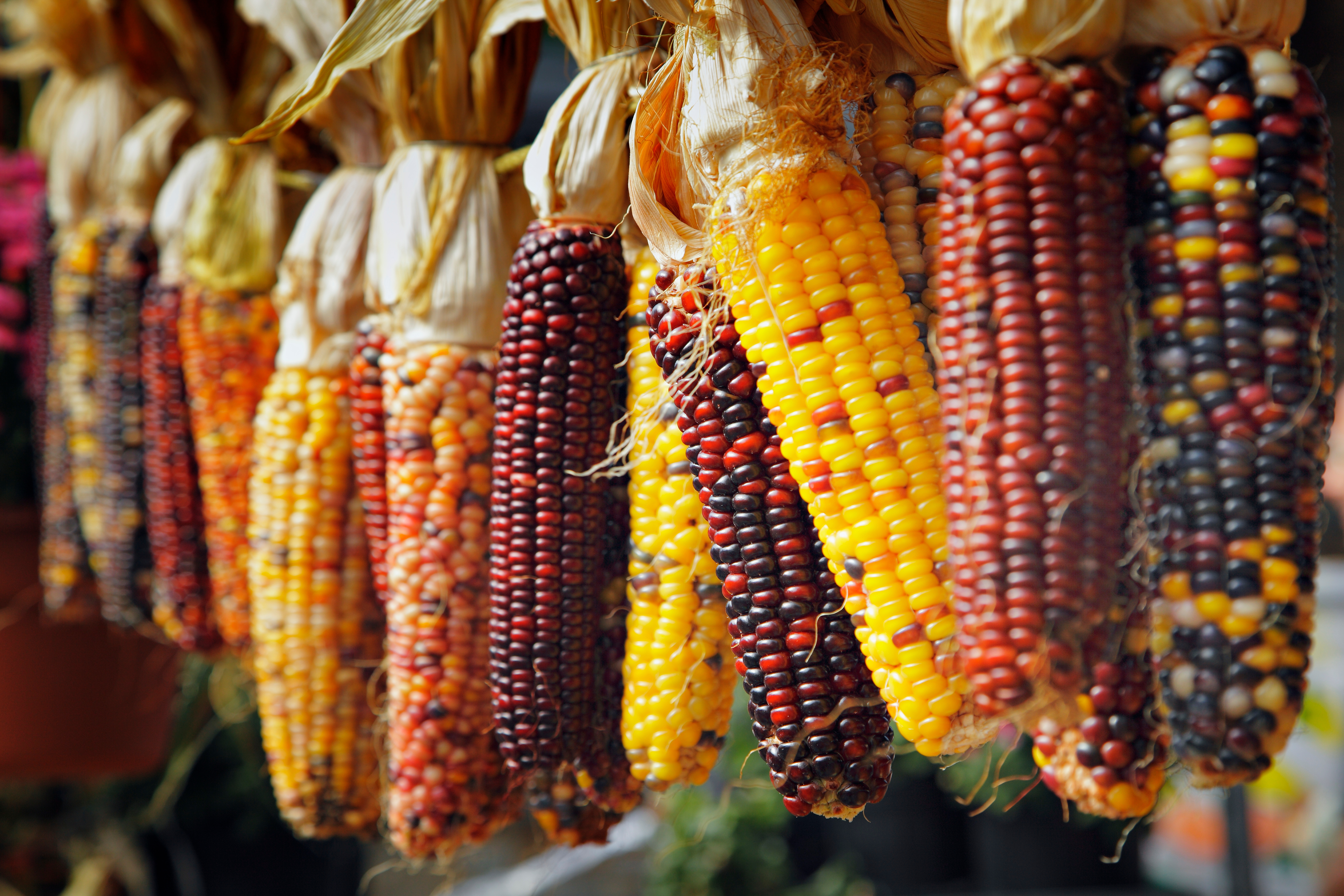 Maissaatgut online bestellen