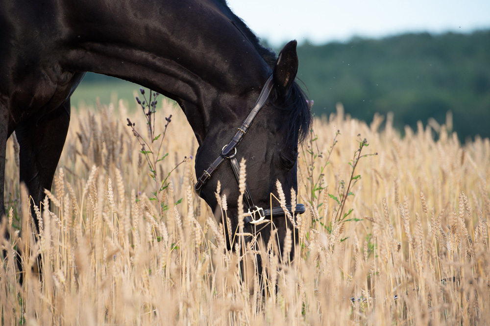 Saatgut für die Pferdeweide