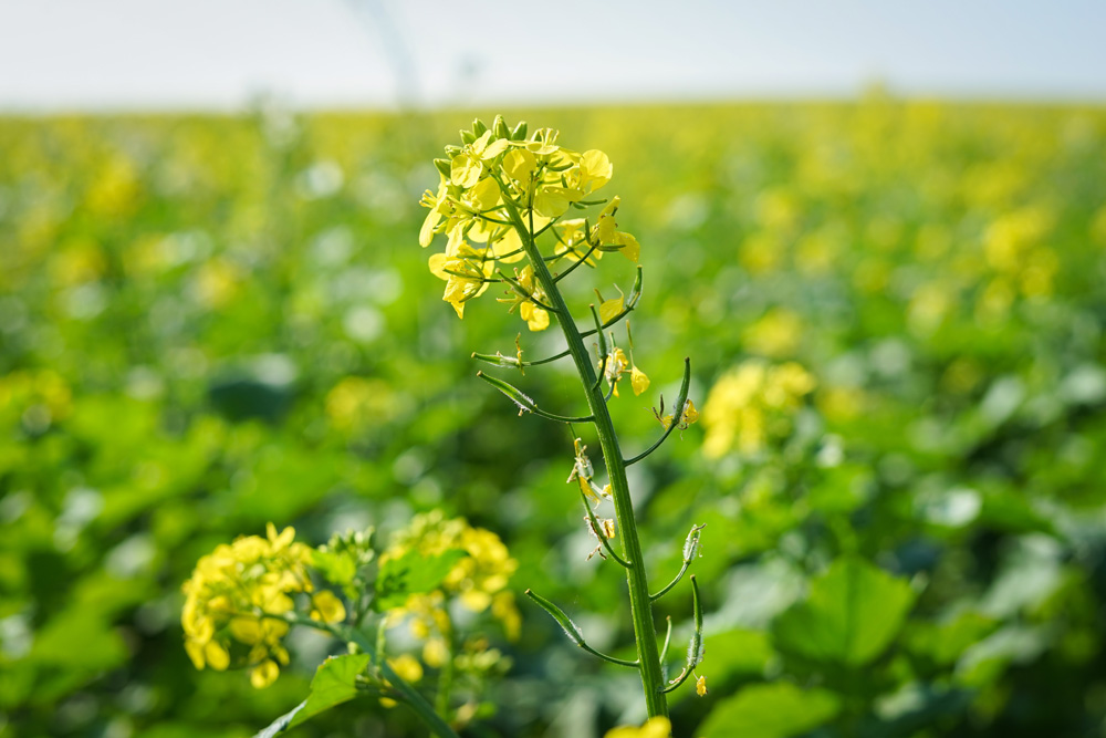 Zwischenfruchtmischungen online bestellen