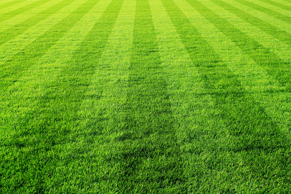 Rasen - Profimischungen