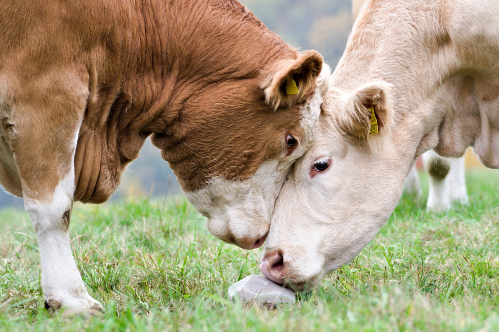 Mineralfutter für Rinder