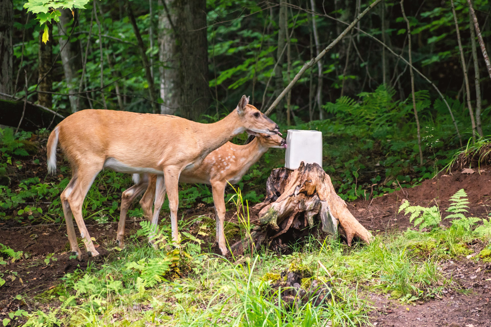 Futtermittel für Wildtiere
