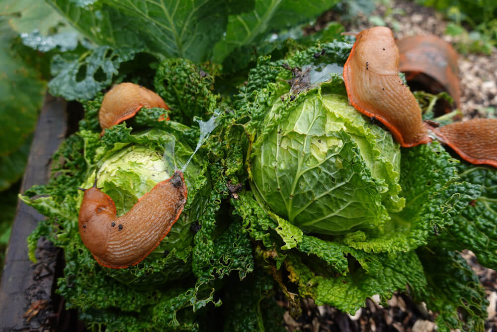 Molluskizide - Schneckenbekämpfung