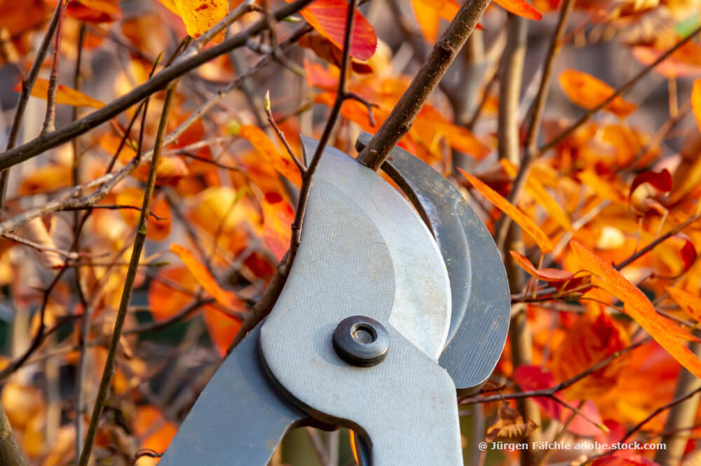 Das richtige Werkzeug zum Baum- und Strauchschnitt