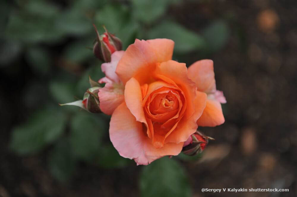 Rosen richtig schneiden – im Frühjahr