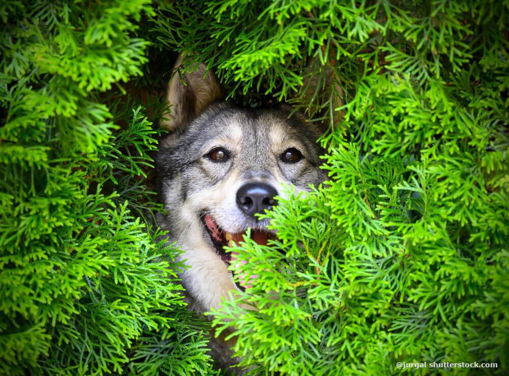 Nadelgehölze richtig schneiden
