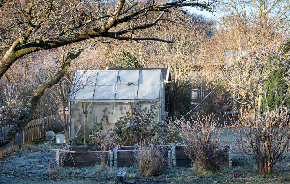Gründüngen im Herbst sorgt für Nährstoffe