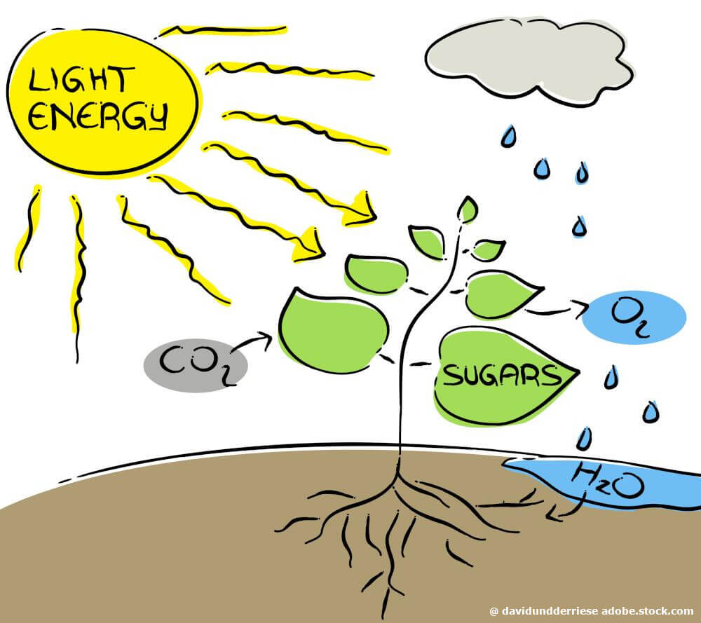 Exkurs: Was war das noch: Photosynthese?