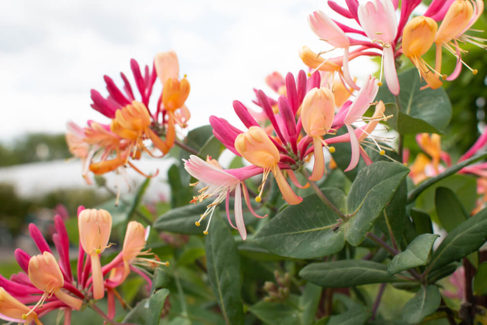 Den Garten mit allen Sinnen genießen