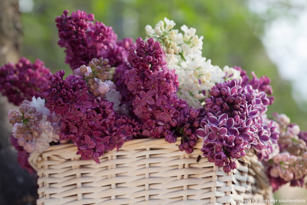Gewöhnlicher Flieder (Syringa vulgäris)