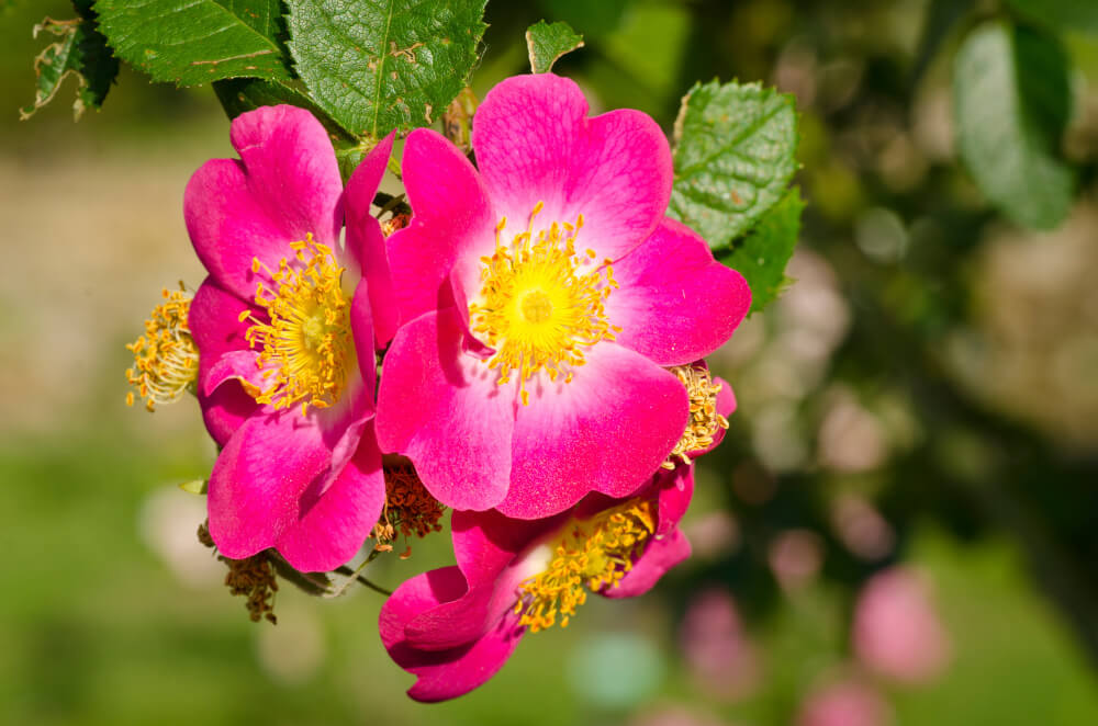 Hunds-Rose oder Hagebutte