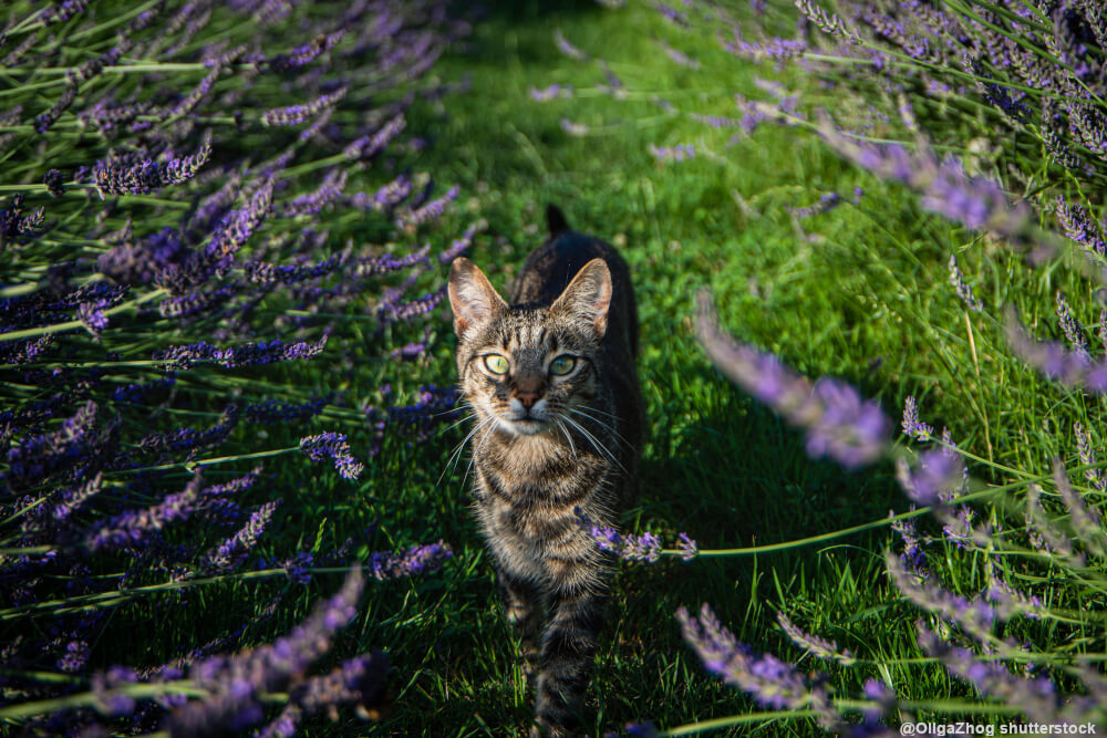 Die Verkörperung der Provence: Lavendel