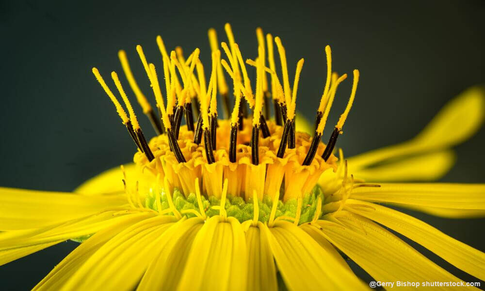 Energieerzeugung durch Pflanzenanbau
