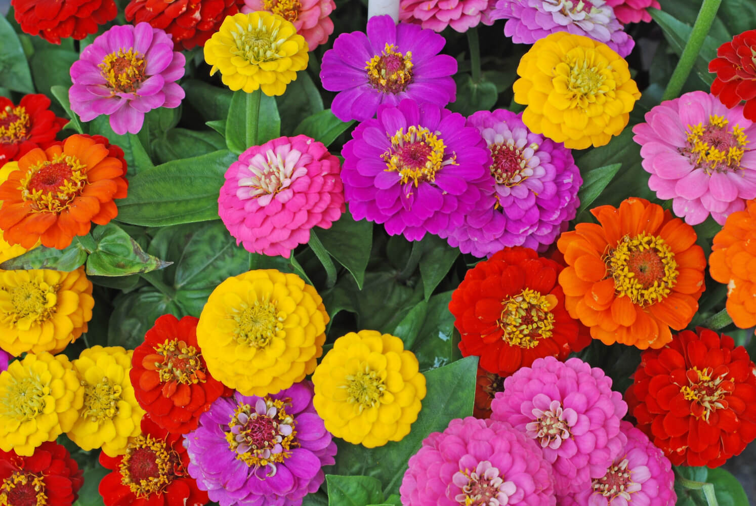Blütenfreuden im goldenen Oktober: Zinnien