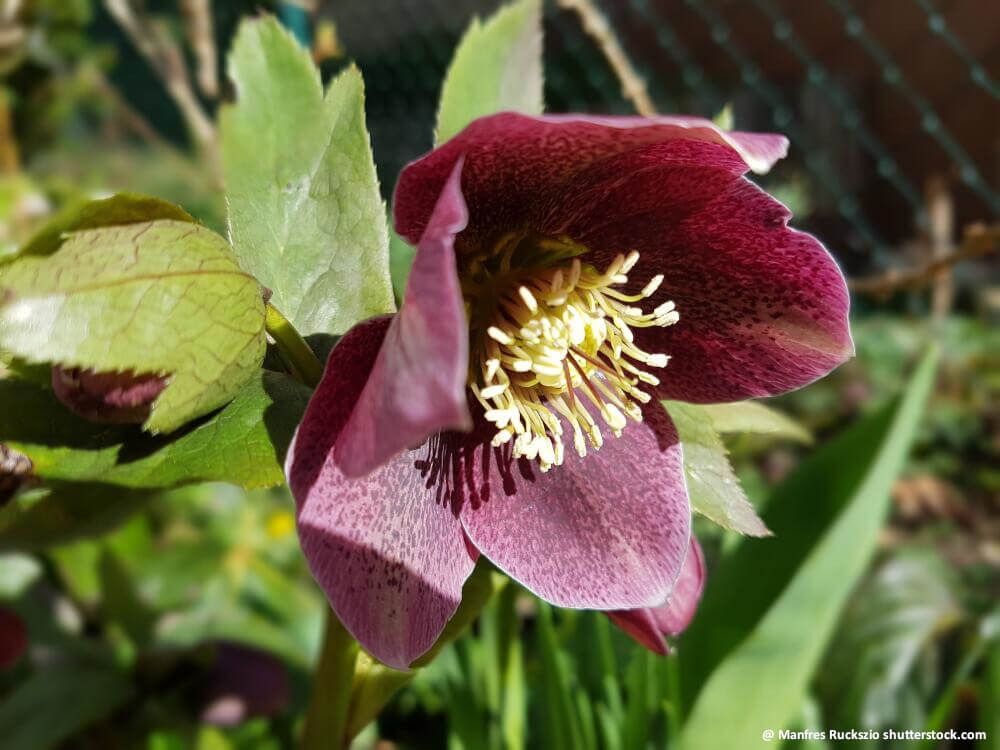 Im Herbst Stauden und Gehölze pflanzen