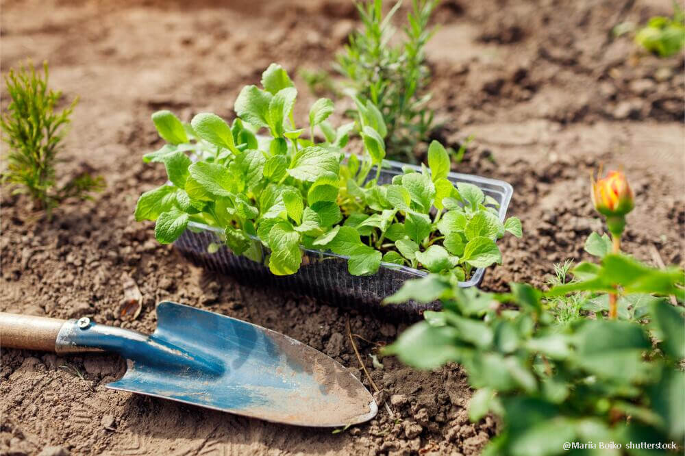 Aussaaten im September