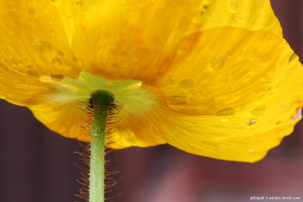 Wald-Scheinmohn will gesät werden
