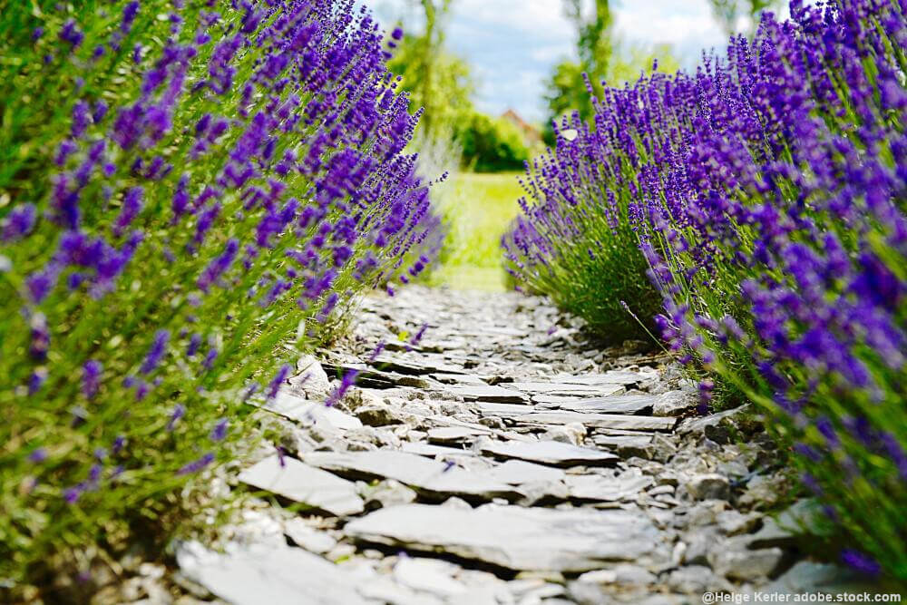 Gartenkalender August