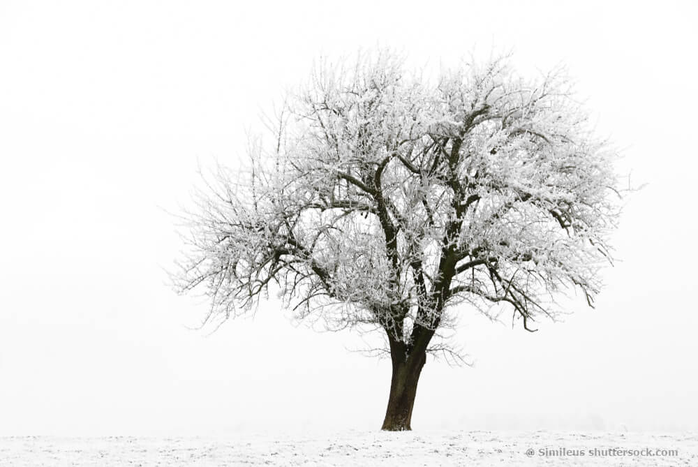 Gartenkalender: Was tun im Februar