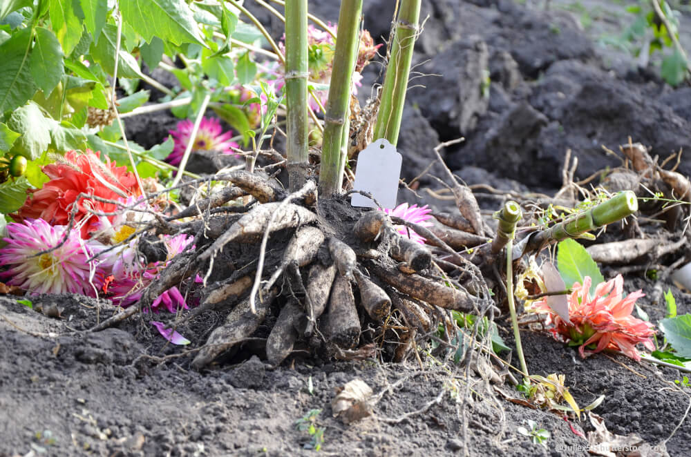 Gartenkalender Oktober