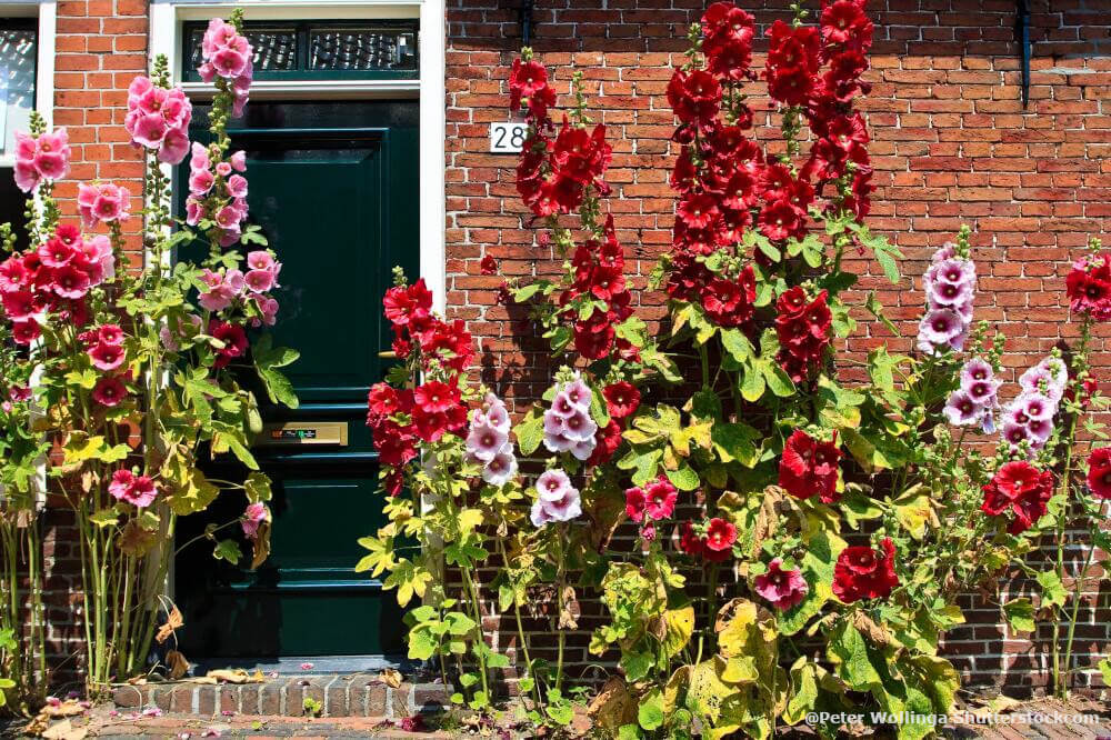 Gartenkalender: Der Ziergarten im Juli