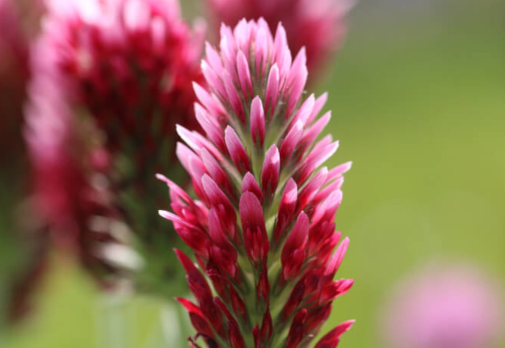 Untersaaten im Maisanbau