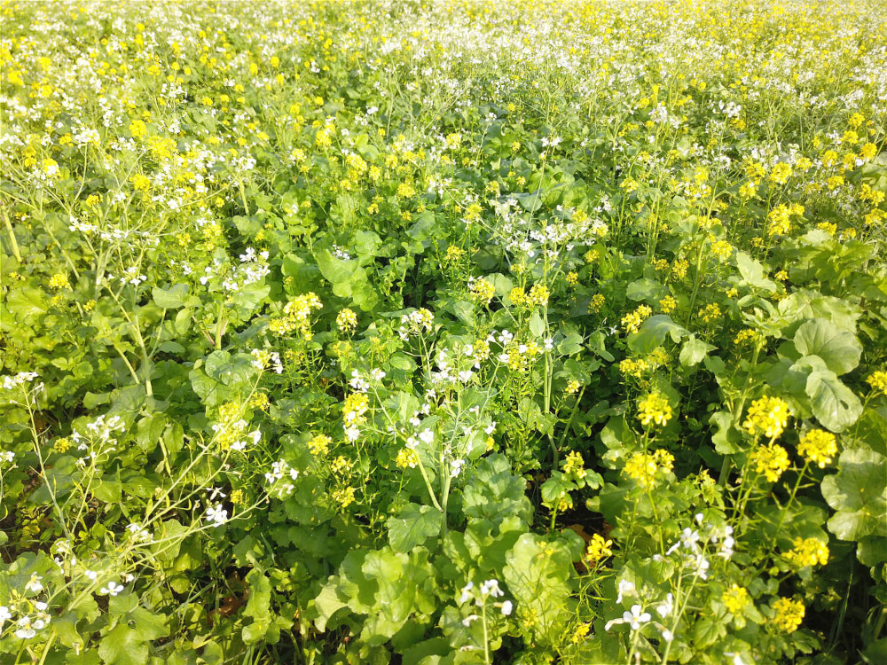 Zwischenfrüchte beim Maisanbau