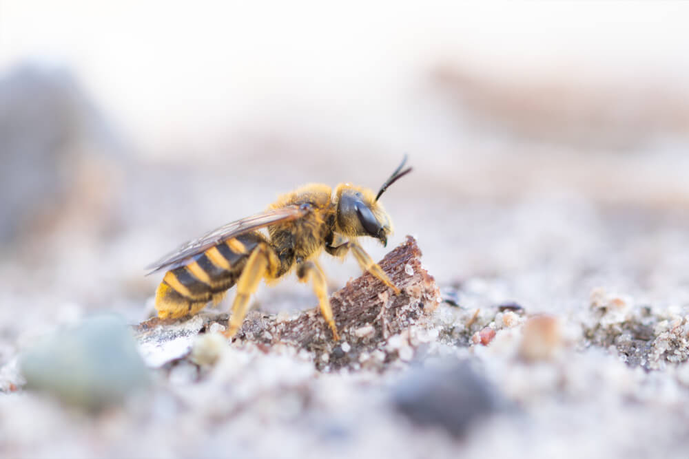 Nisthilfe für bodenbrütende Wildbienen