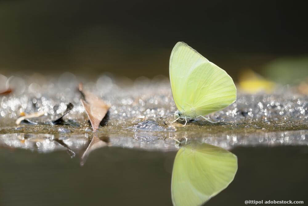 Insektentränke bauen