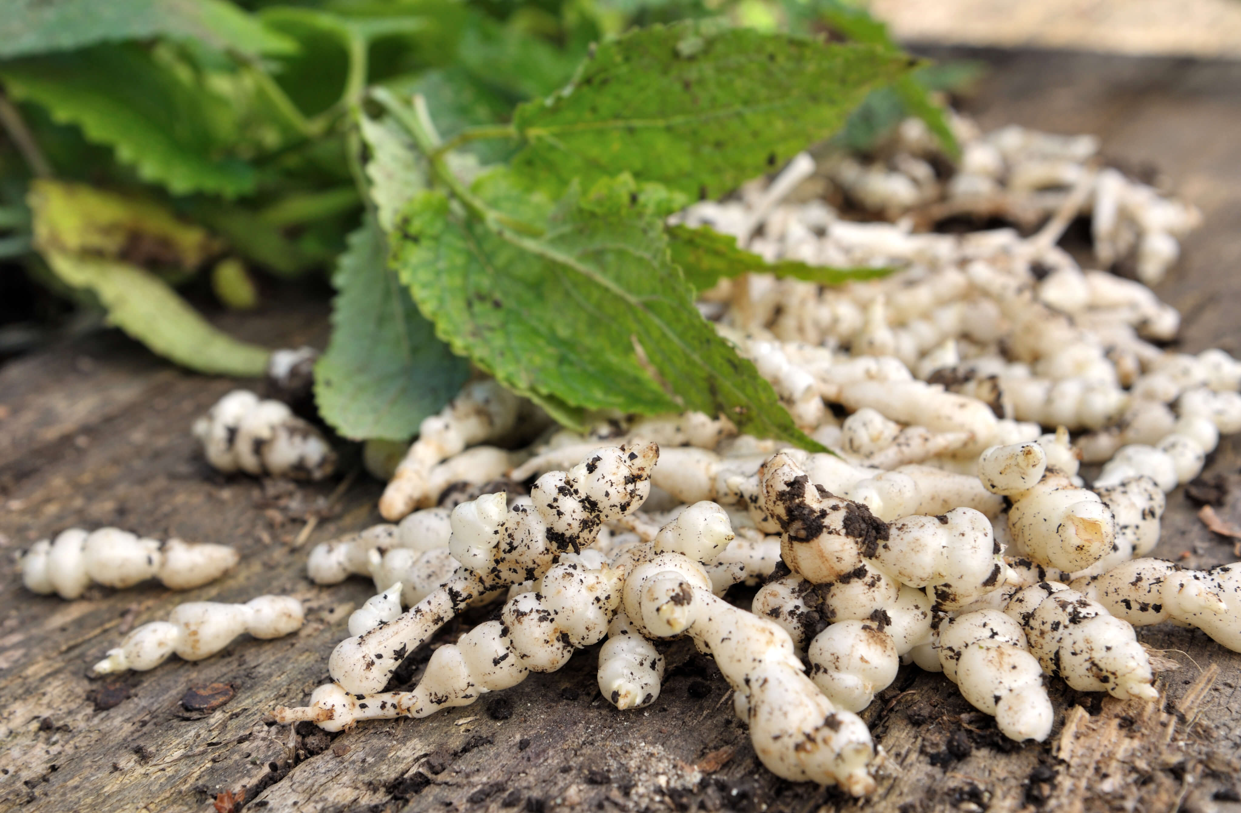 Alte Gemüsesorten neu entdeckt