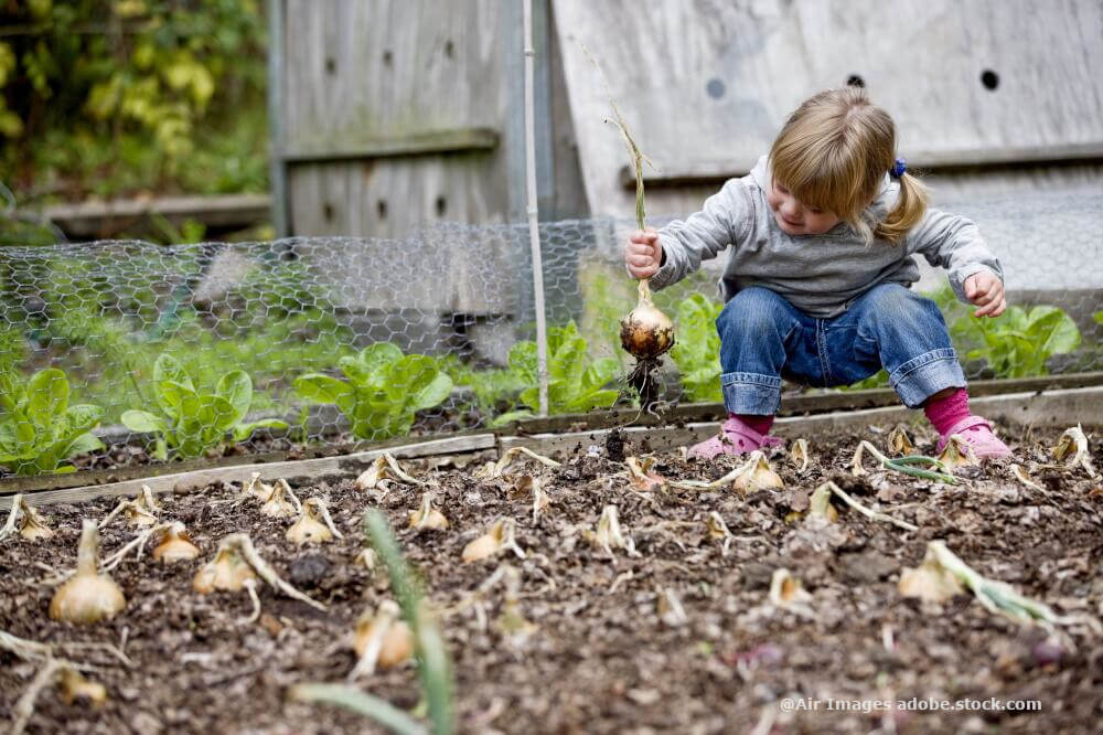 Gemüsegarten – reiche Ernte auch für Anfänger