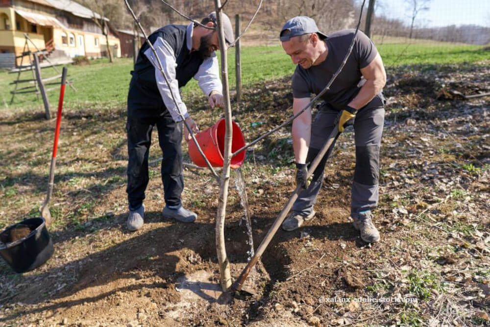 Streuobstwiese anlegen: So geht’s