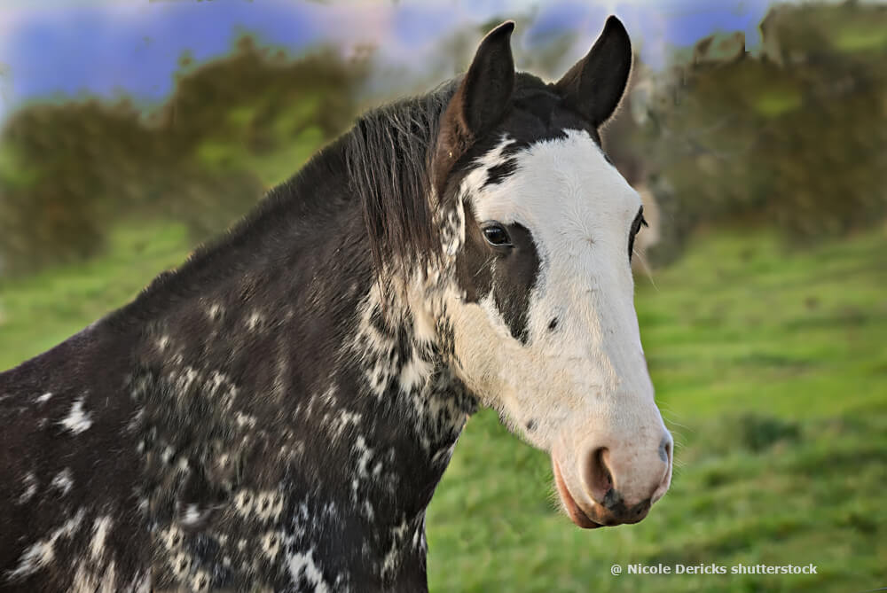 Pflege der Pferdeweide übers Jahr
