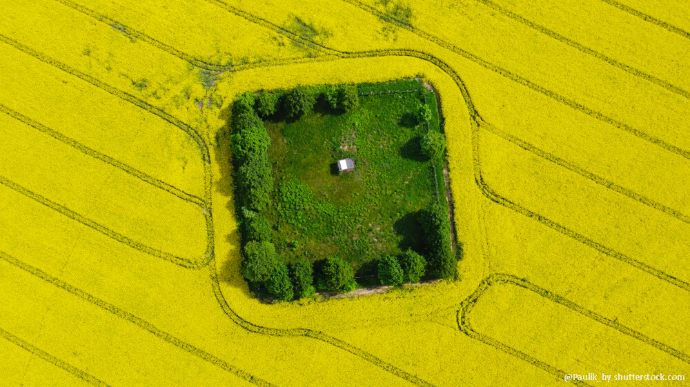 Fruchtfolge beim Raps