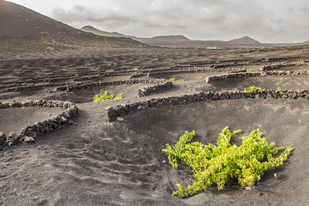 Kraterbeete: Erfolgsrezept für heiße Sommer