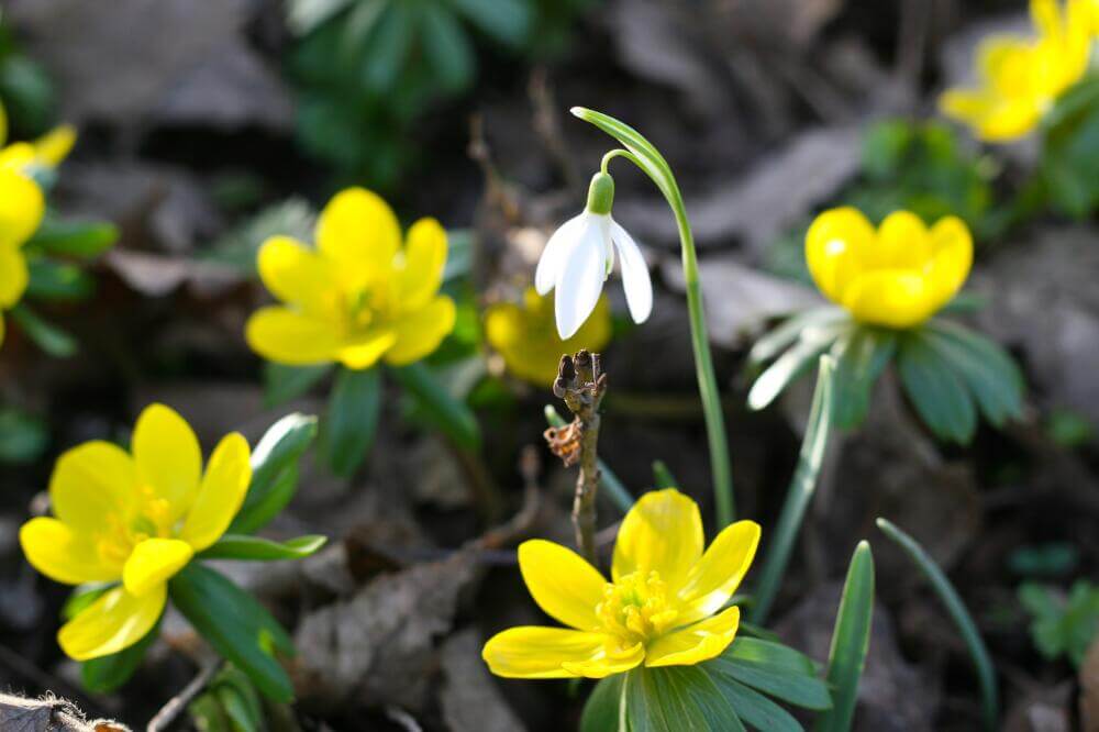Ein Winterblüher - der Winterling
