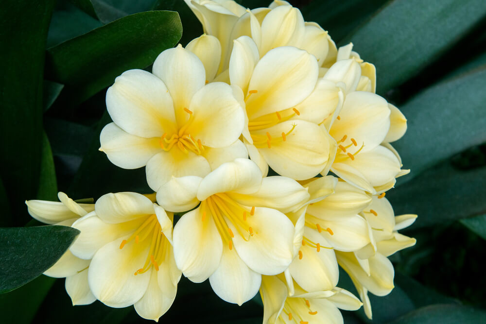 Blühende Zimmerpflanzen, Teil 2: Die Klivie