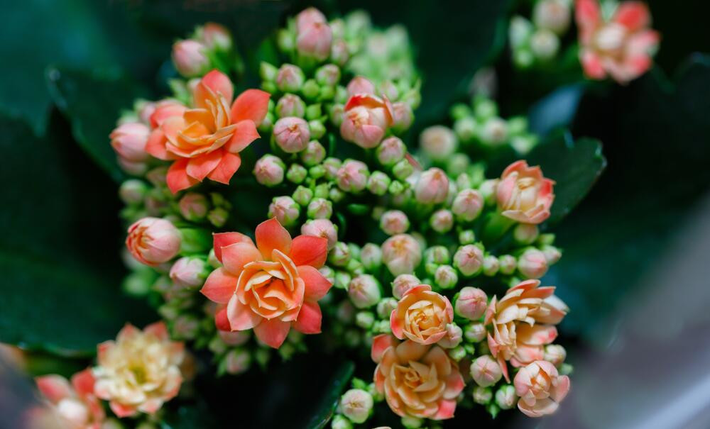 Flammendes Käthchen