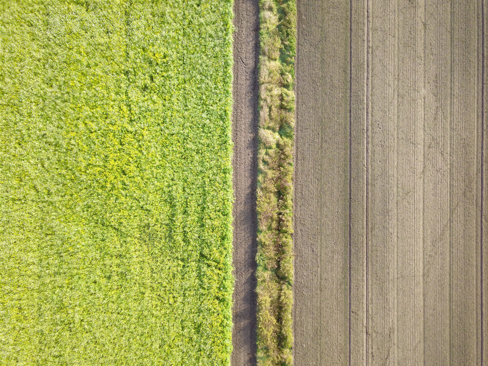 Zwischenfrüchte und die neue GAP 2023, Teil 5: GLÖZ 7