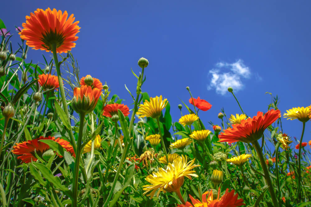 Zwischenfrüchte und die neue GAP 2023, Teil 6: GLÖZ 8