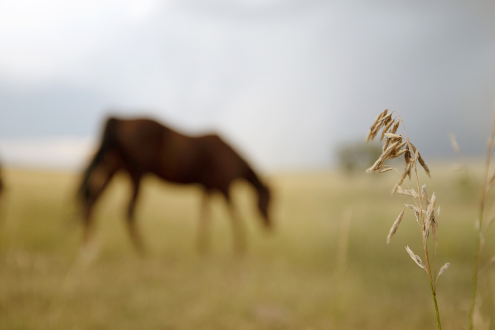 Grünland Saatgut von Agrarshop
