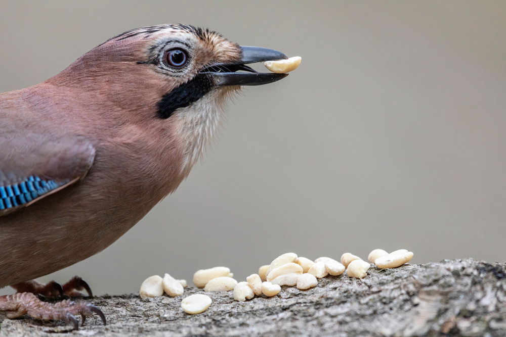 Vogelfutter von Agrarshop