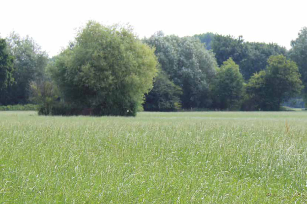 Feldsaaten Freudenberger - GAP-Mischungen
