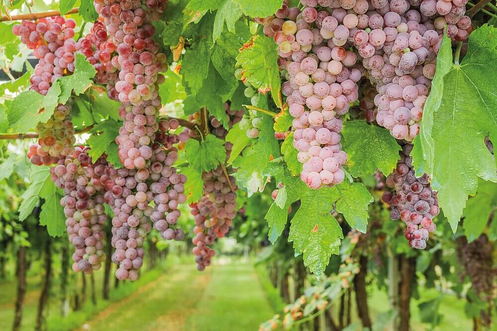 Feldsaaten Freudenberger - Saatgut für den Weinberg